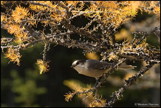 - Gray Jay perched in a golden Larch tree, Banff NP, Canada -
