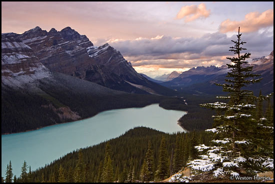 - Light dusting of snow on a pine tree and Mt. Patterson, above Peyto Lake at sunset, Banff NP, Canada -