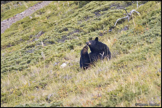 - Black Bear, Waterton Lakes NP, Canada -
