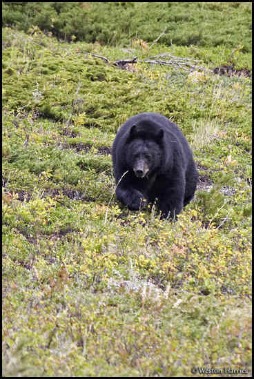 - Black Bear, Waterton Lakes NP, Canada -