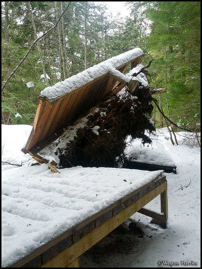 - Uprooted Tree Breaking the Trail of the Cedars Boardwalk in Winter, Glacier NP -