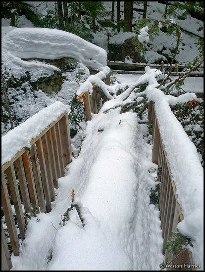 - Fallen Tree Breaking the Avalanche Gorge Bridge in Winter, Glacier NP -