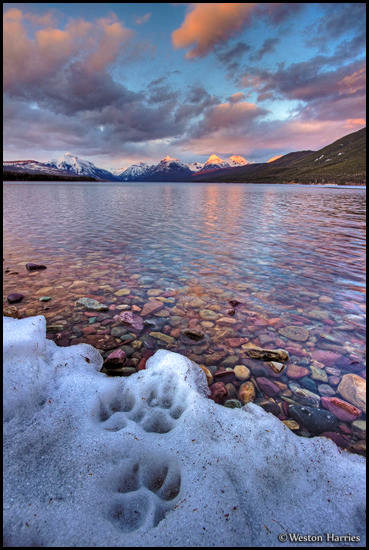 - Wolf Tracks at The Edge of Lake McDonald, Glacier NP -