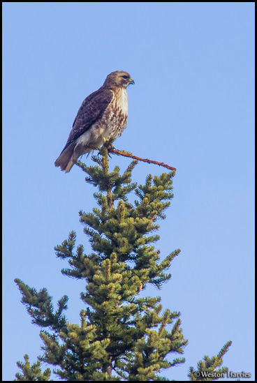- Red Tail Hawk Perched on a Pine Tree, Glacier NP -