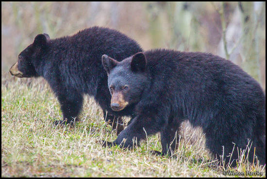 - Two Black Bear Cubs, Glacier NP -
