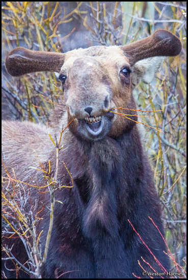 - Young Bull Moose Stripping a Willow Branch, Glacier NP -