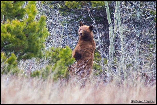 - Cinnamon Black Bear Standing Up, Glacier NP -