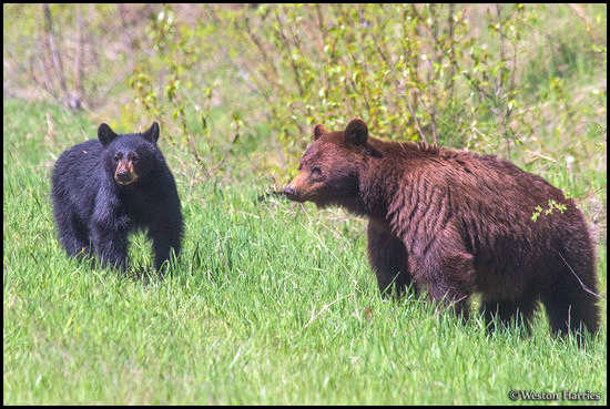 - Cinnamon Black Bear Sow with Her Cub, Glacier NP -