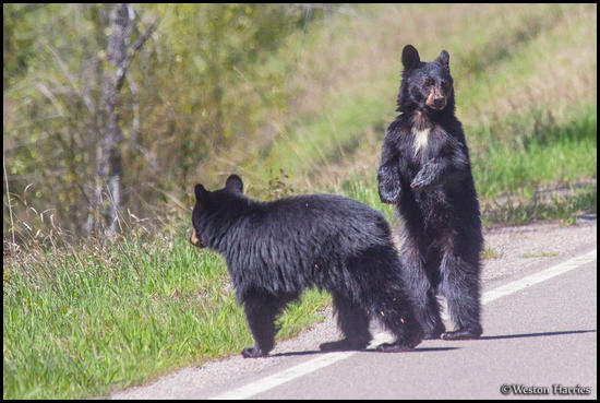 - Two Black Bear Cubs Crossing the Road, Glacier NP -