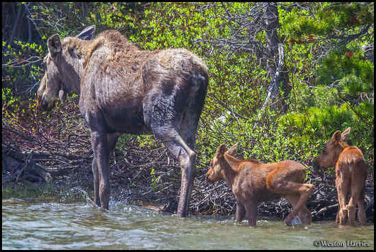 - Moose With Two Calves Wading in Swiftcurrent Lake, Glacier NP -