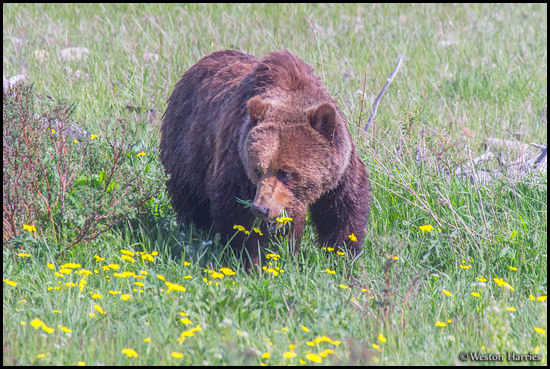- Grizzly Bear Feeding on Wildflowers, Glacier NP -