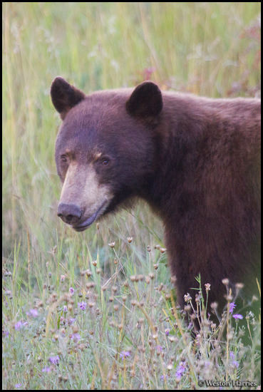 - Cinnamon Colored Black Bear, Glacier NP -