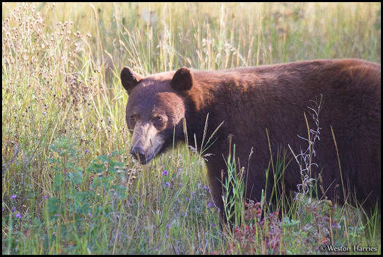 - Cinnamon Colored Black Bear, Glacier NP -