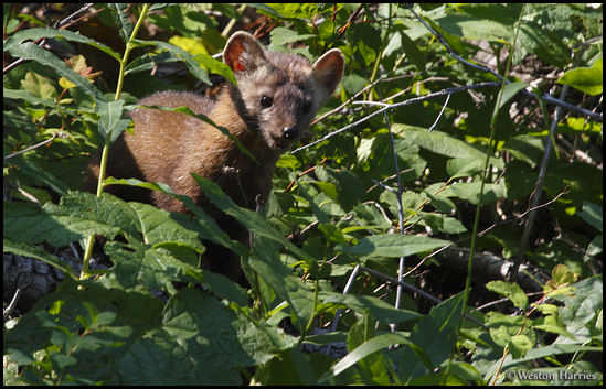 - Cinnamon Colored Pine Marten, Glacier NP -