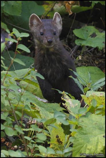 - Brown and White Pine Marten Standing Up, Glacier NP -