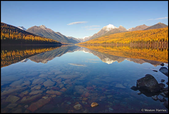 - Golden Larch Trees and Mountain Peaks Reflected in Bowman Lake, Glacier NP -