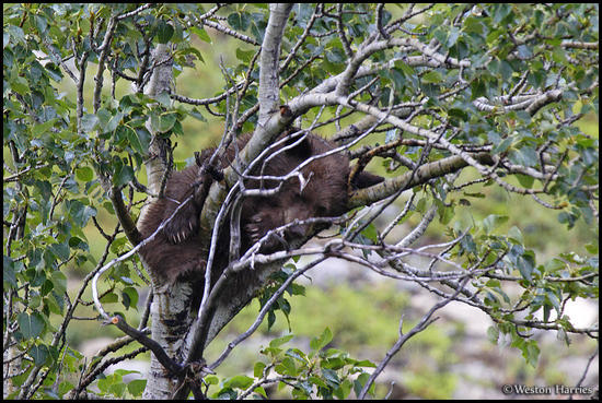 - Black Bear Cub Sleeping in an Aspen Tree, Glacier NP -