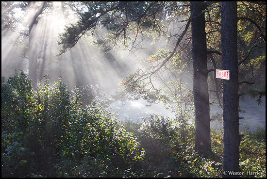 - Sun Beams Illuminating a For Sale Sign Along Swiftcurrent Creek, Glacier NP -