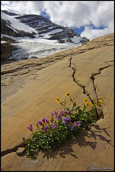 - Wildflowers Growing on a Rock Slab Below Jackson Glacier, Glacier NP -