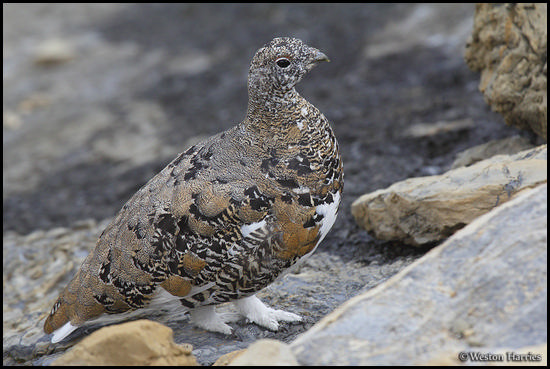 - Ptarmigan, Glacier NP -