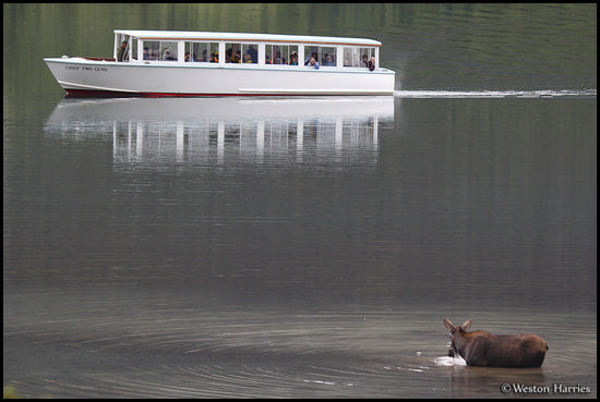- Tour Boat Coming Close to a Cow Moose Wading in Swiftcurrent Lake, Glacier NP -