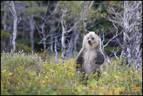 - Blonde Grizzly Bear Cub Standing Up, Glacier NP -