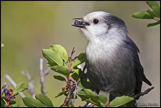 - Gray Jay Eating Berries, Glacier NP -