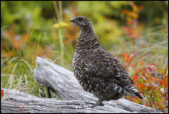 - Grouse Standing on a Log, Glacier NP -