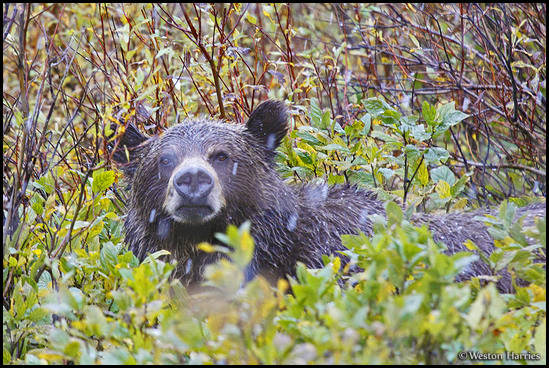 - Wet Grizzly Bear Sow in Heavy Snowfall, Glacier NP -