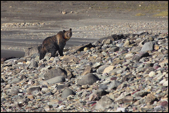 - Collared Grizzly Bear Sow Traveling Along a Rocky Shoreline, Glacier NP -