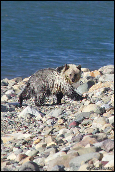 - Wet Blonde Grizzly Bear Cub Traveling Along a Rocky Shoreline, Glacier NP -