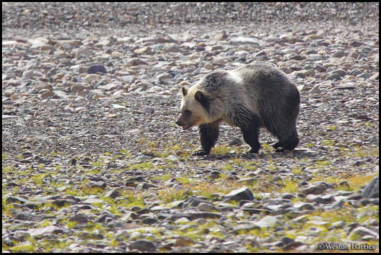 - Blonde Grizzly Bear Cub Traveling Along a Rocky Shoreline, Glacier NP -