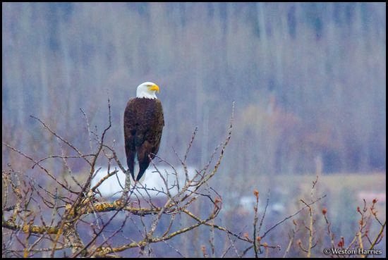 - Bald Eagle Perched on an Aspen Tree, Glacier NP -