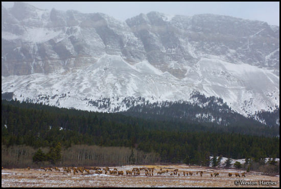 - Herd of Elk Below Singleshot Mtn, Glacier NP -