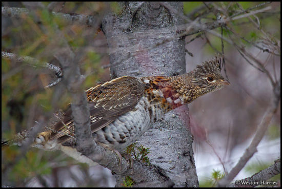 - Grouse in a Tree, Glacier NP -