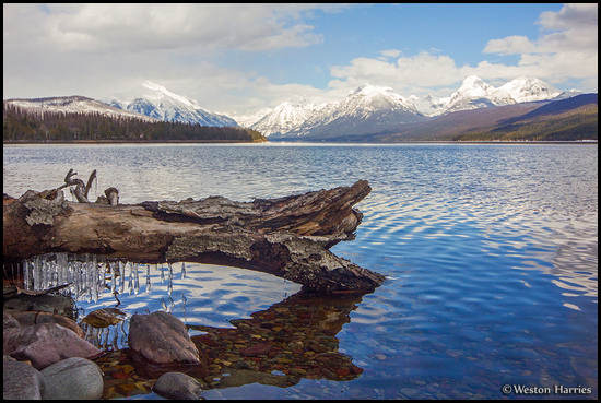 - Icicles Dripping off a Log on the Shore of Lake McDonald, Glacier NP -