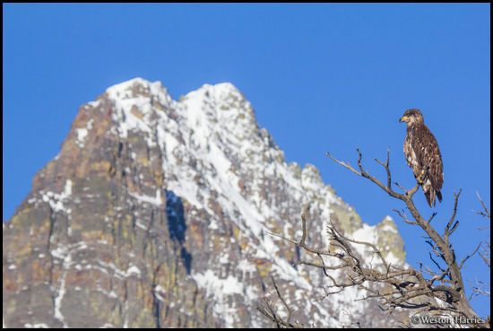 - Female Bald Eagle Perched in Front of Grinnell Point, Glacier NP -