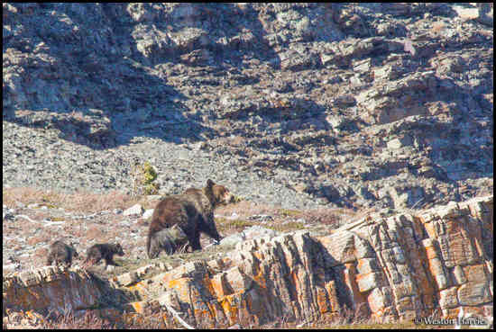 - Grizzly Bear Sow with Three Cubs, Glacier NP -