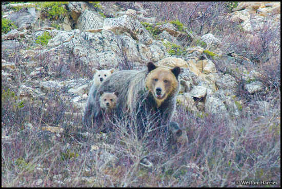 - Grizzly Bear Sow and Cubs, Glacier NP -