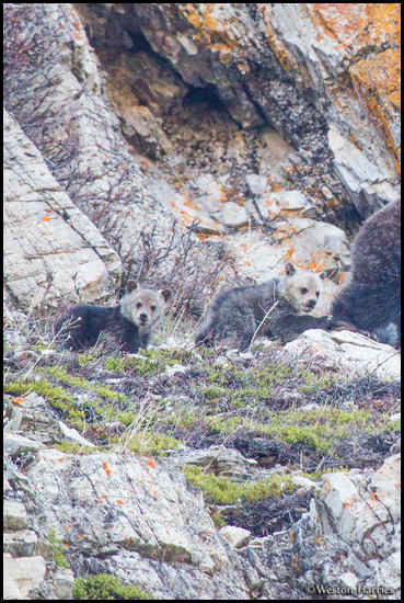 - Grizzly Bear Cubs, Glacier NP -
