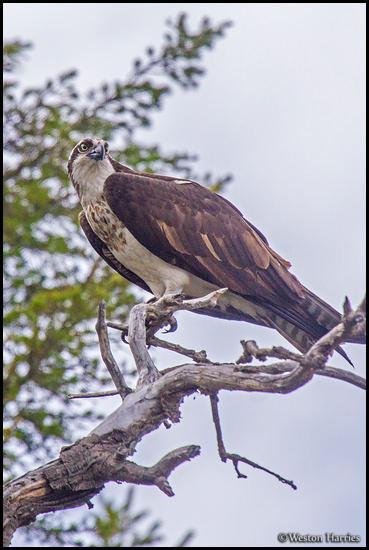 - Osprey Perched in a Tree, Glacier NP -