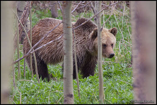 - Blonde Grizzly Bear in an Aspen Grove, Glacier NP -
