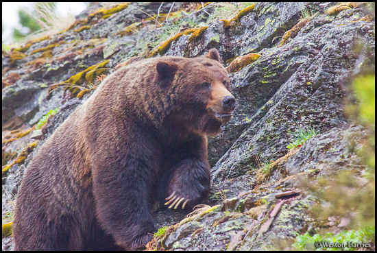- Grizzly Bear Boar Climbing a Cliff, Glacier NP -