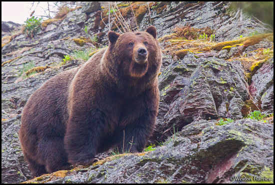 - Bearded Grizzly Bear Boar on a Cliff, Glacier NP -