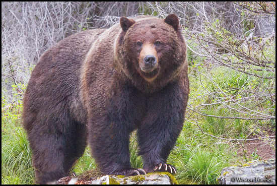 - Bearded Grizzly Bear Boar, Glacier NP -