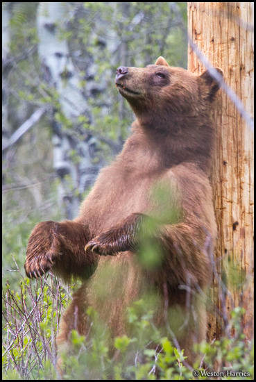 - Black Bear Standing to Scratch Its Back on a Pole, Glacier NP -