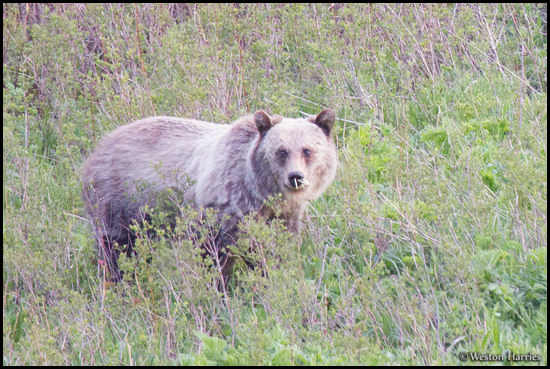 - Blonde Grizzly Bear with Porcupine Quills in Its Nose :( , Glacier NP -