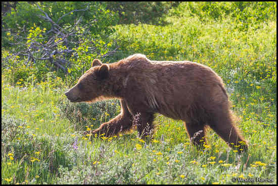 - Backlit Grizzly Bear, Glacier NP -