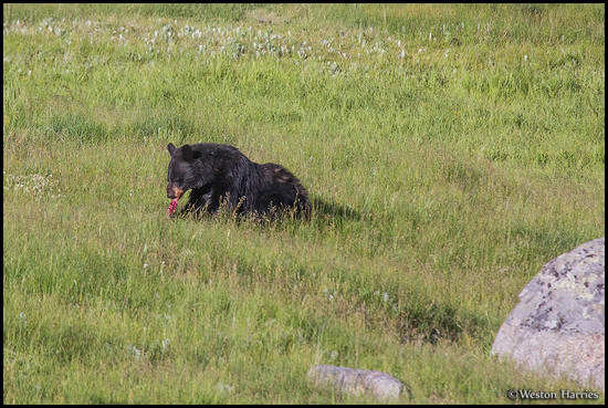 - Black Bear Eating a Ground Squirrel, Yellowstone NP -
