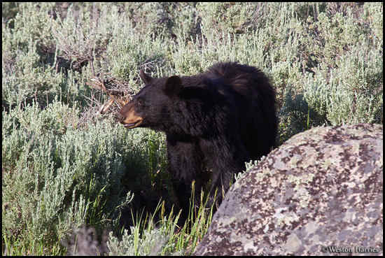 - Black Bear, Yellowstone NP -